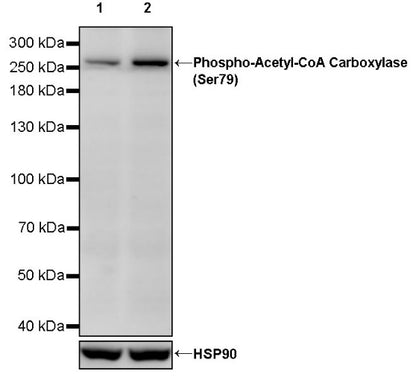 Phospho-Acetyl-CoA Carboxylase (Ser79) Recombinant Rabbit mAb (S-745-303)