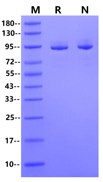 RNase R
