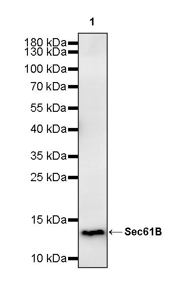 Sec61B Rabbit Polyclonal Antibody