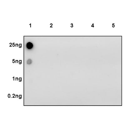 Histone H3 (mono methyl K9) Recombinant Rabbit mAb (S-850-153)