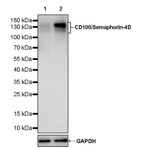 CD100/Semaphorin-4D Recombinant Rabbit mAb (S-3651-16)