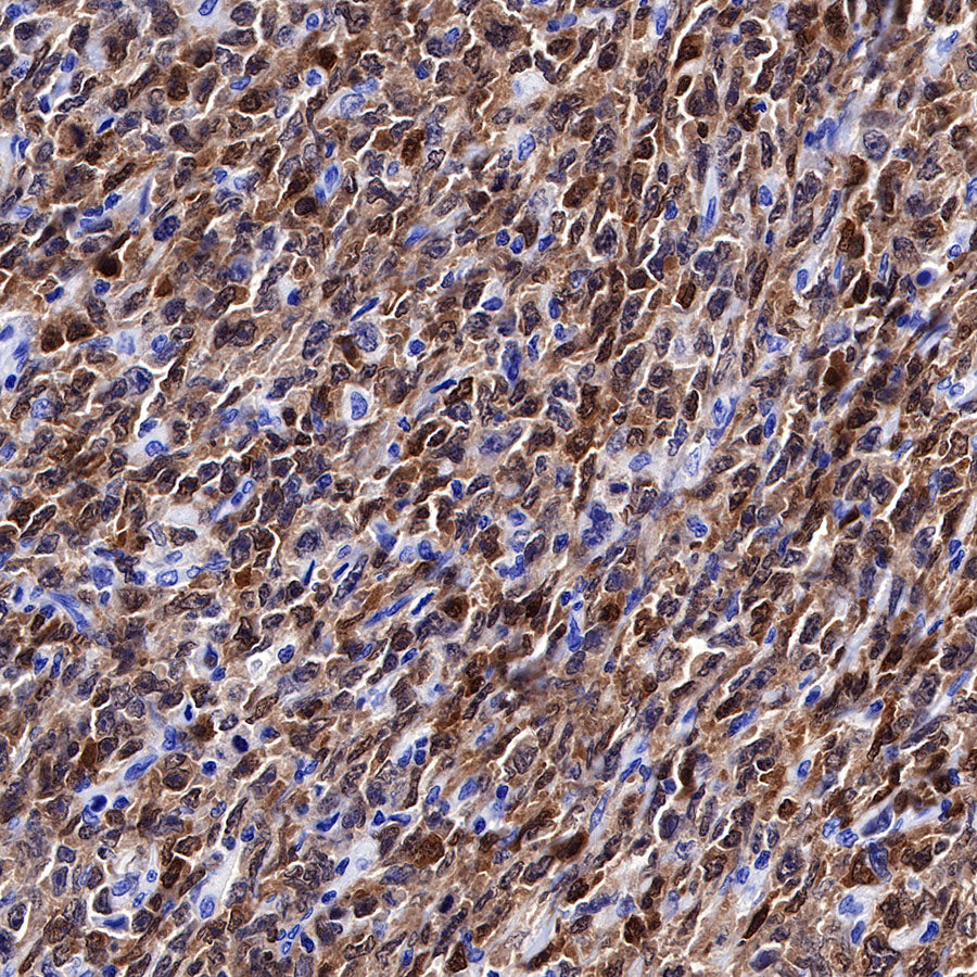 BOB-1 Recombinant Rabbit mAb (SDT-263-55)