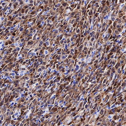 BOB-1 Recombinant Rabbit mAb (SDT-263-55)