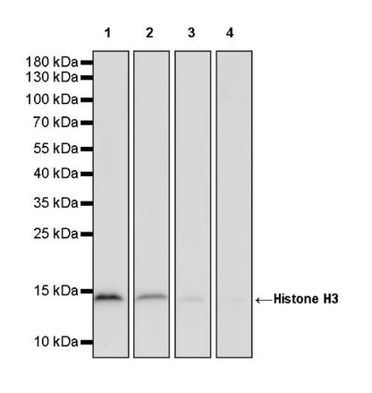 Histone H3 Recombinant Rabbit mAb (HRP Conjugate) (SDT-266-44)