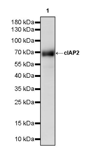 cIAP2 Recombinant Rabbit mAb (S-2483-8)