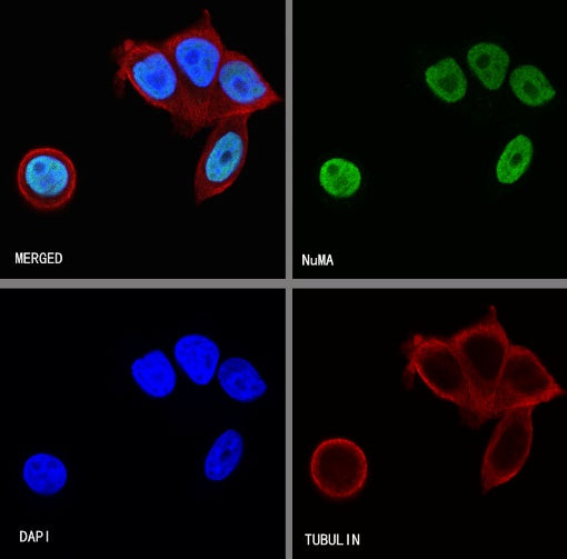 NuMA Recombinant Rabbit mAb (SDT-474-241)