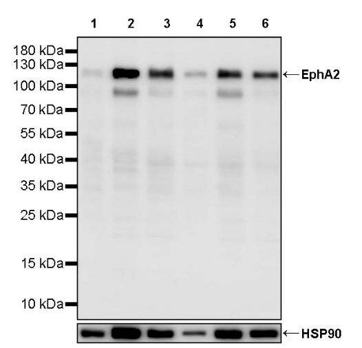 EphA2 Recombinant Rabbit mAb (S-2978-41)