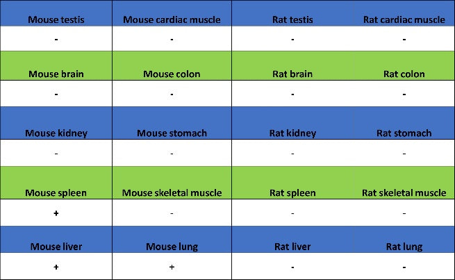 CD86 Recombinant Rabbit mAb (S-4222)