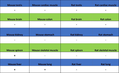 CD86 Recombinant Rabbit mAb (S-4222)