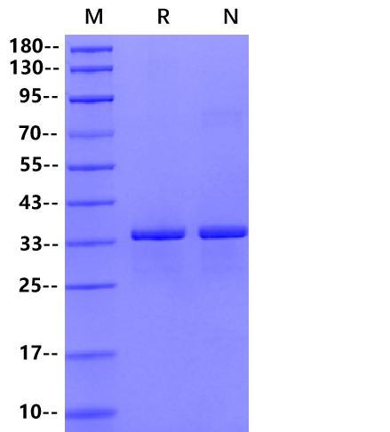 CKS1 GST Tag Protein, Human