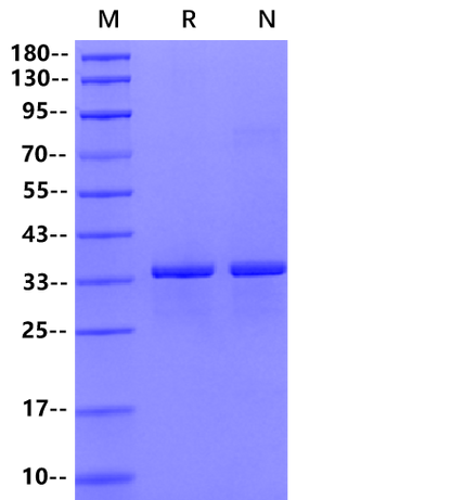 CKS1 GST Tag Protein, Human