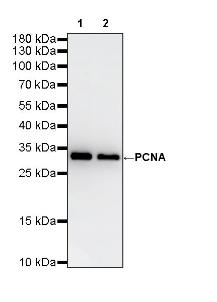PCNA Recombinant Mouse mAb (S-5477)