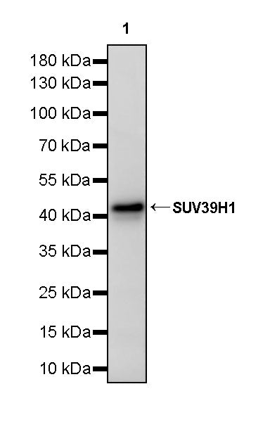 SUV39H1 Recombinant Rabbit mAb (S-3563-3)