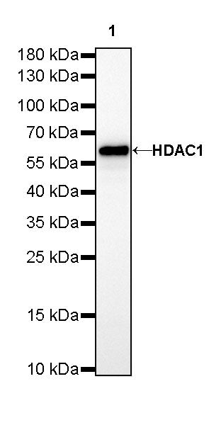 HDAC1 Recombinant Rabbit mAb (SDT-310-72)