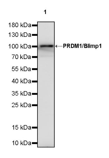 PRDM1/Blimp1 Recombinant Rabbit mAb (S-1972-3)