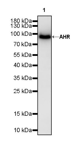 AHR Recombinant Rabbit mAb (S-2370-150)