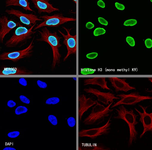 Histone H3 (mono methyl K9) Recombinant Rabbit mAb (S-850-153)