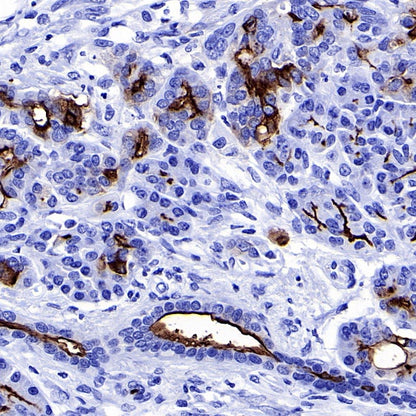 S-RMab® MUC1/EMA Recombinant Rabbit mAb (SDT-776-49)