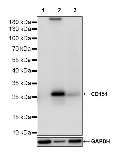 CD151 Recombinant Rabbit mAb (S-3235-104)