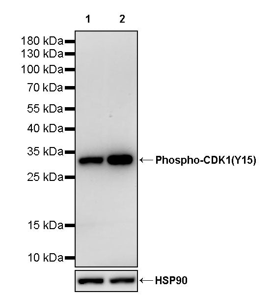Phospho-CDK1(Y15) Recombinant Rabbit mAb (S-M0020)