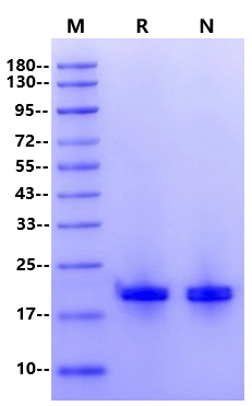 RNase H