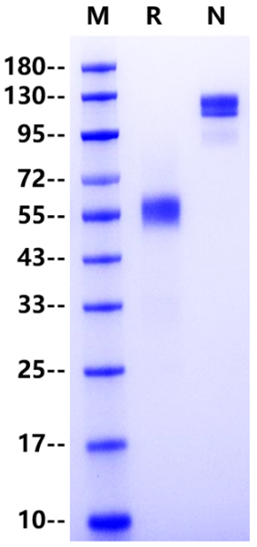 CD7 Fc Chimera Protein, Human