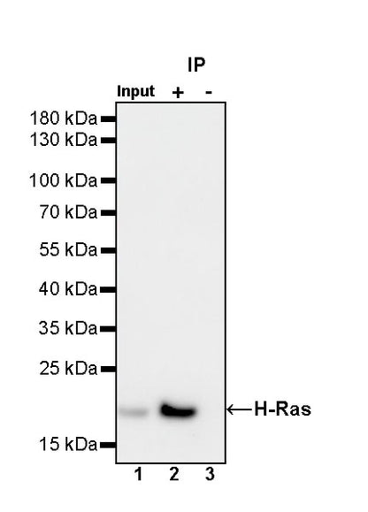 H-Ras Recombinant Rabbit mAb (S-1017-79)