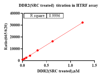 DDR2 Protein