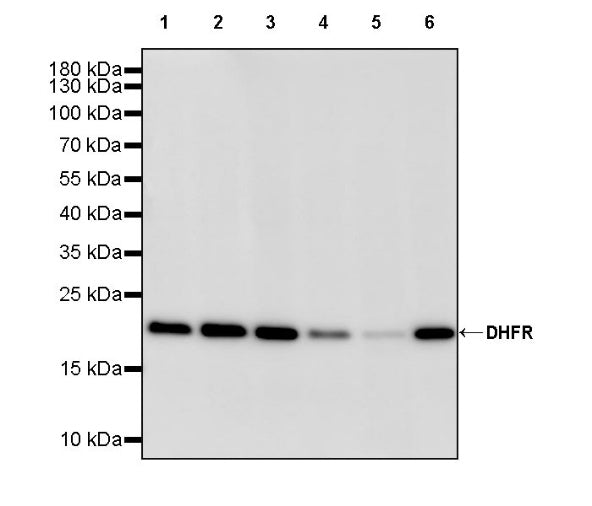 DHFR Recombinant Rabbit mAb (S-2542-9)