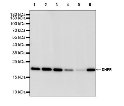 DHFR Recombinant Rabbit mAb (S-2542-9)