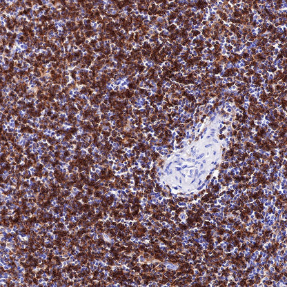 CD4 Recombinant Rabbit mAb,PBS Only (SDT-R163)