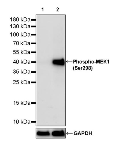 Phospho-MEK1 (Ser298) Recombinant Rabbit mAb (S-2487-19)