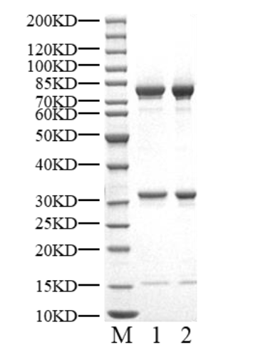 CDK8/Cyclin C/MED12 Protein