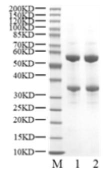 CDK4/Cyclin D1 Protein, Human