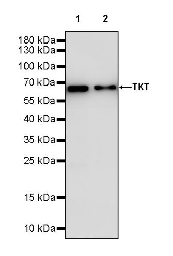 TKT Rabbit Polyclonal Antibody
