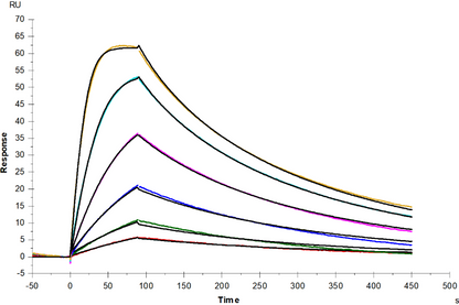 IL-13 Protein, Mouse