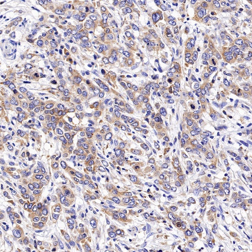 UGGT1 Recombinant Rabbit mAb (S-1079-19)
