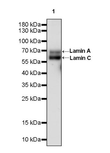 Lamin A/C Recombinant Rabbit mAb (S-950-164)