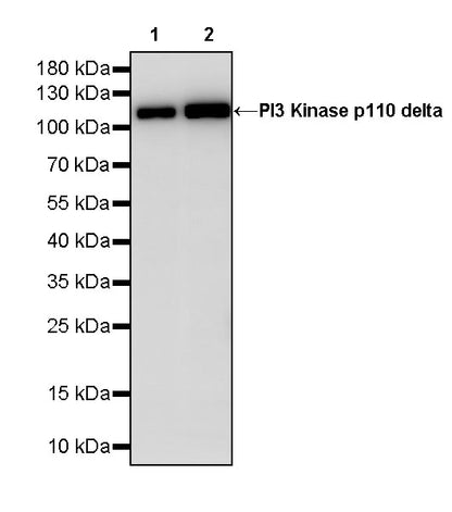 PI3 Kinase p110 delta Recombinant Rabbit mAb (S-M0023)