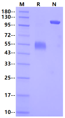CD40/TNFRSF5 Fc&His Tag Protein, Human