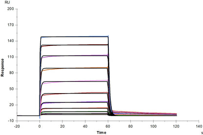 Fc γ RIIB/CD32b His Tag Protein, Mouse