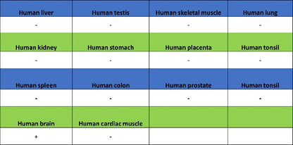 VGlut1 Recombinant Rabbit mAb (S-1587-19)