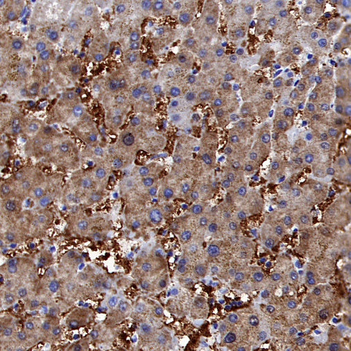 ATG12 Recombinant Rabbit mAb (S-1143-209)