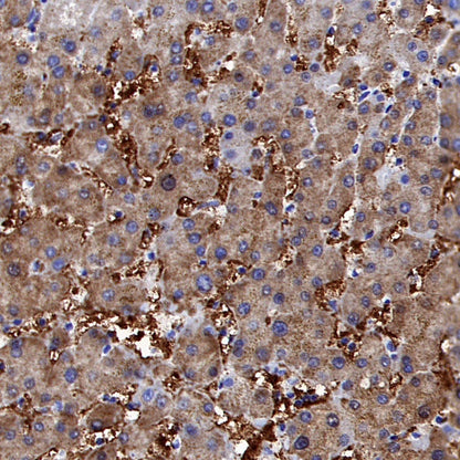 ATG12 Recombinant Rabbit mAb (S-1143-209)