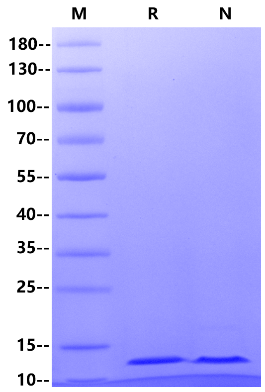 CXCL4/PF4 Protein, Human