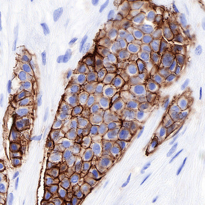 CD9 Recombinant Rabbit mAb,PBS Only (SDT-143-53)