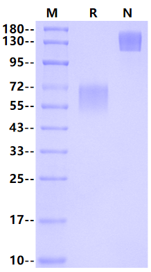 TREM-1/CD354 Fc Chimera Protein, Mouse