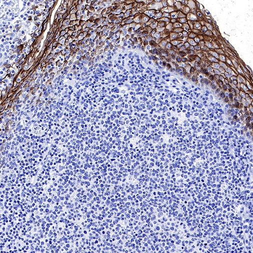 S-RMab® MUC1/EMA Recombinant Rabbit mAb (SDT-776-49)