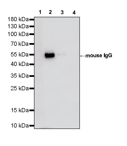 Rabbit Anti-Human/Mouse/Rat IgG (heavy chain specific) (HRP Conjugate)