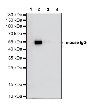 Rabbit Anti-Human/Mouse/Rat IgG (heavy chain specific) (HRP Conjugate)
